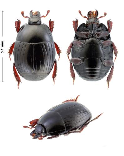 Atholus corvinus